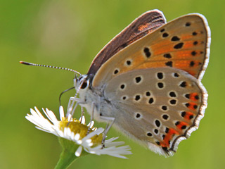 Violetter Feuerfalter Lycaena alciphron Purple-Shot Copper