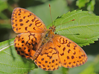 Brombeer-Perlmutterfalter Brenthis daphne&nbsp; Marbled Fritillary