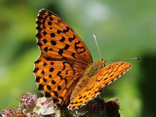 Brombeer-Perlmutterfalter Brenthis daphne&nbsp; Marbled Fritillary