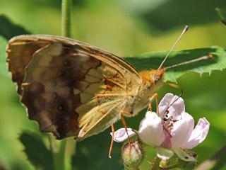 Brombeer-Perlmutterfalter Brenthis daphne&nbsp; Marbled Fritillary