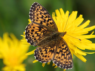 Natterwurz-Perlmutterfalter Boloria titania Clossiana Titania's Fritillary