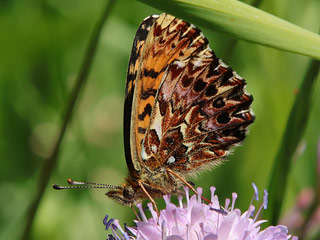 Natterwurz-Perlmutterfalter Boloria titania Clossiana Titania's Fritillary