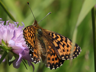 Natterwurz-Perlmutterfalter Boloria titania Clossiana Titania's Fritillary