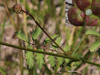 Roter Wrfel-Dickkopffalter  Spialia sertorius   Red Underwing Skipper