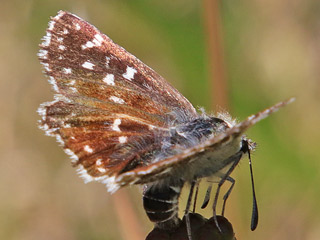 Roter Wrfel-Dickkopffalter  Spialia sertorius   Red Underwing Skipper