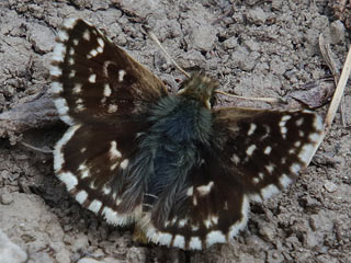 Roter Wrfel-Dickkopffalter  Spialia sertorius   Red Underwing Skipper