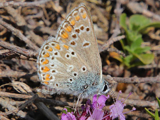 Groer Sonnenrschen-Bluling Aricia artaxerxes Northern Brown Argus