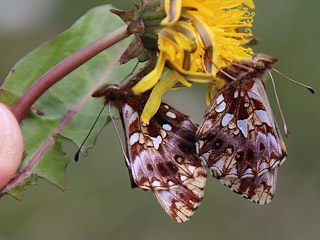 Boloria ( Clossiana ) dia Magerrasen-Perlmutterfalter Weaver's Fritillary 