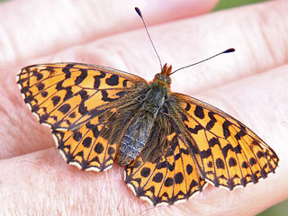 Boloria ( Clossiana ) dia Magerrasen-Perlmutterfalter Weaver's Fritillary 