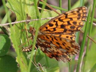 Boloria ( Clossiana ) dia Magerrasen-Perlmutterfalter Weaver's Fritillary 