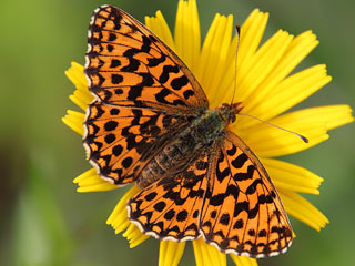 Boloria ( Clossiana ) dia Magerrasen-Perlmutterfalter Weaver's Fritillary 