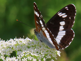 Limenitis camilla Kleiner Eisvogel White Admiral