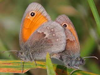 Coenonympha pamphilus  Kleines Wiesenvgelchen Small Heath