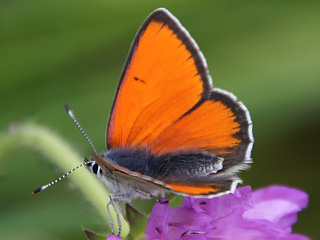 Mnnchen Lilagold-Feuerfalfter   Lycaena hippothoe  Purple-edged Copper (24085 Byte)