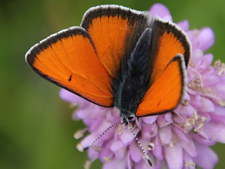 Mnnchen Lilagold-Feuerfalfter   Lycaena hippothoe  Purple-edged Copper (24085 Byte)