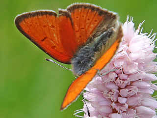 Mnnchen Lilagold-Feuerfalfter   Lycaena hippothoe  Purple-edged Copper (24085 Byte)