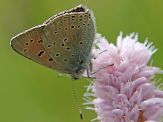 Mnnchen Lilagold-Feuerfalfter   Lycaena hippothoe  Purple-edged Copper (24085 Byte)