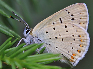 Mnnchen Lilagold-Feuerfalfter   Lycaena hippothoe  Purple-edged Copper (24085 Byte)