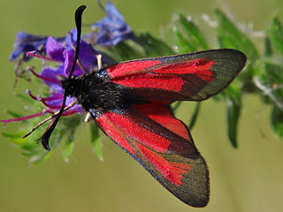Thymian-Widderchen Zygaena purpuralis