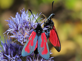 Thymian-Widderchen Zygaena purpuralis