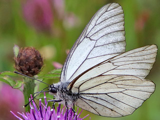 Baumweiling Aporia crataegi Black-veined White