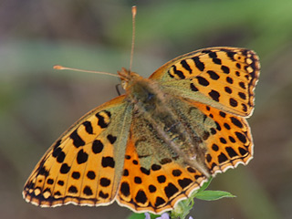 Kleiner (Silbriger) Perlmutterfalter   Issoria lathonia   Queen of Spain Fritillary