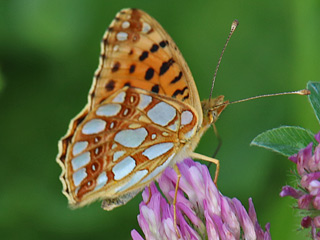 Kleiner (Silbriger) Perlmutterfalter   Issoria lathonia   Queen of Spain Fritillary