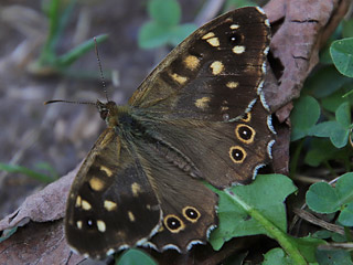 Waldbrettspiel Laubfalter Pararge aegeria Speckled Wood