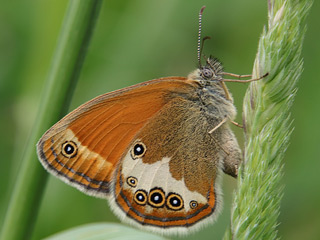 Weibindiges Wiesenvgelchen Coenonympha arcania Pearly Heath Perlgrasfalter