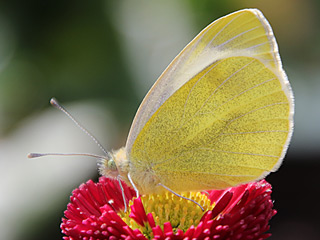 Karst-Weiling  Pieris mannii