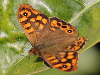 Waldbrettspiel Laubfalter Pararge aegeria Speckled Wood