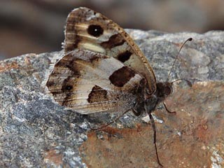 Mnnchen Berghexe Chazara briseis The Hermit (29597 Byte)