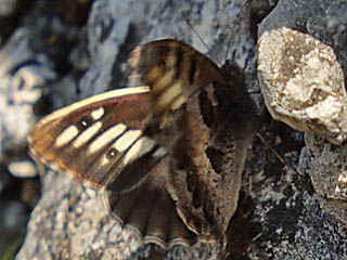 Mnnchen Berghexe Chazara briseis The Hermit (29597 Byte)