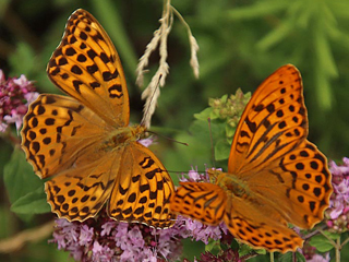 Prchen Kaisermantel Argynnis paphia Silver-washed Fritillary