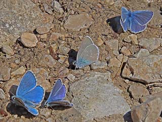 Himmelblauer Bluling mit anderen Blulingen