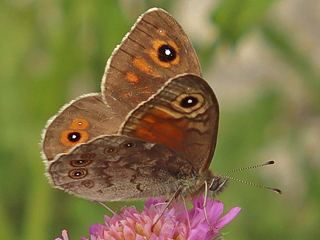 Braunauge Lasiommata maera Large Wall Brown Rispenfalter Kuhauge