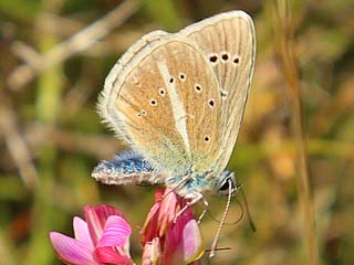 Polyommatus damon Weidolch-Bluling  Groer Esparsettenbluling Damon Blue