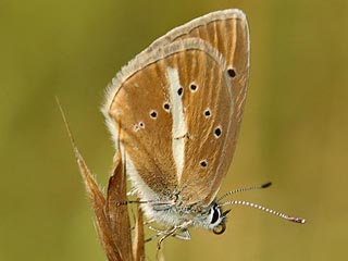 Polyommatus damon Weidolch-Bluling  Groer Esparsettenbluling Damon Blue