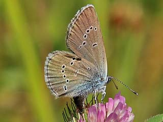 Weibchen Rotklee-Bluling Violetter Wald-Bluling Polyommatus semiargus Mazarine Blue