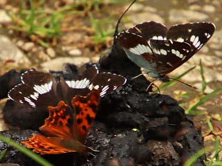 Limenitis camilla Kleiner Eisvogel White Admiral