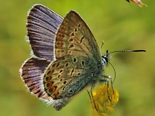 Geiklee-Blaeuling Argus-Blaeuling Plebeius argus Silver-studded Blue (28740 Byte)