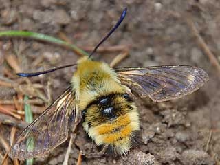 Skabiosenschwärmer   Hemaris tityus   Narrow-bordered Bee Hawk-moth  Skabiosen-Schwärmer