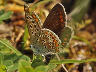 Hauhechel-Bluling Polyommatus (Polyommatus) icarus Common Blue Bluling