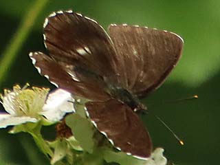 Kleiner Eisvogel Limenitis camilla White Admiral (3828 Byte)