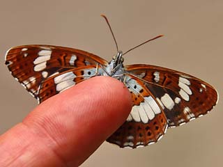 Limenitis camilla Kleiner Eisvogel White Admiral