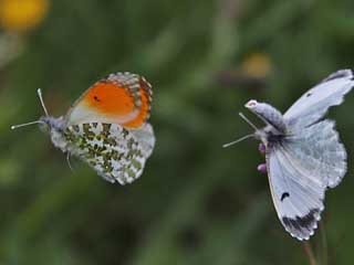 Aurorafalter Anthocharis cardamines Orange Tip