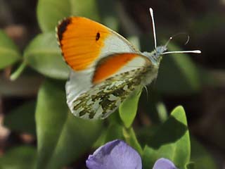 Mnnchen Aurorafalter Anthocharis cardamines Orange Tip