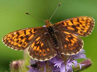 Alpen-Perlmutterfalter Boloria (Clossiana) thore Thor's Fritillary