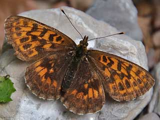 Alpen-Perlmutterfalter Boloria (Clossiana) thore Thor's Fritillary