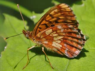 Alpen-Perlmutterfalter Boloria (Clossiana) thore Thor's Fritillary